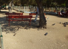 Acridotheres tristis