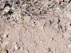 Aspidoscelis scalaris