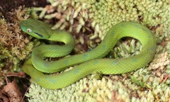 Bothriechis guifarroi