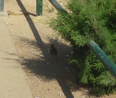 Acridotheres tristis