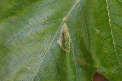 Phyllonorycter platani