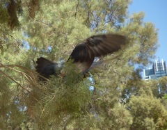 Corvus cornix