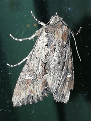 Mniotype