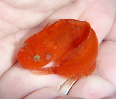 Liparis mucosus