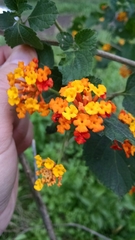 Lantana camara