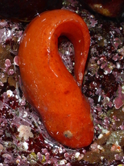 Liparis mucosus