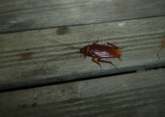 Periplaneta americana