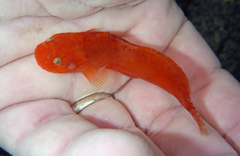 Liparis mucosus