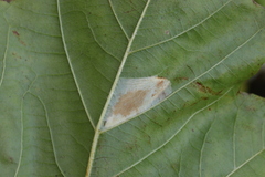 Phyllonorycter platani