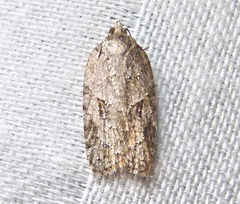 Acleris ptychogrammos