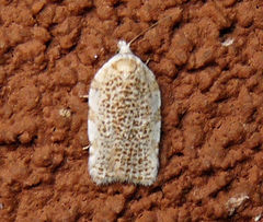 Acleris cervinana
