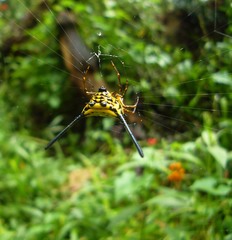 Gasteracantha remifera