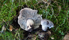 Tricholoma atrodiscus