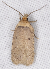 Agonopterix nigrinotella