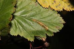 Phyllonorycter mespilella