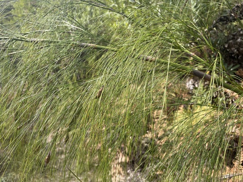 Tall Fountainreed (Cannomois grandis)