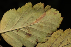 Phyllonorycter mespilella