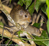 Brazilian Spiny Tree Rat - Photo (c) Jane Kempler &amp; Andrew Goldby Freelance, some rights reserved (CC BY-NC-ND), uploaded by Jane Kempler &amp; Andrew Goldby Freelance