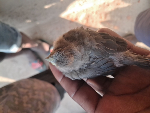 Red-faced Mousebird