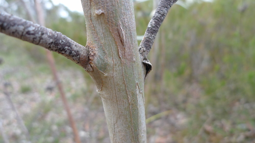 Eucalyptus gregsoniana, photograph 6