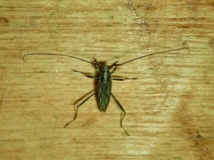 Anisopodus strigosus
