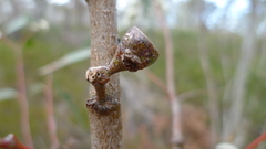 Eucalyptus gregsoniana, photograph (c) John Tann, some rights reserved (CC BY)