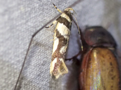 Macrobathra desmotoma