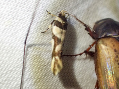 Macrobathra desmotoma