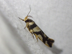 Macrobathra desmotoma