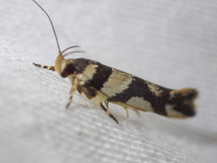Macrobathra desmotoma