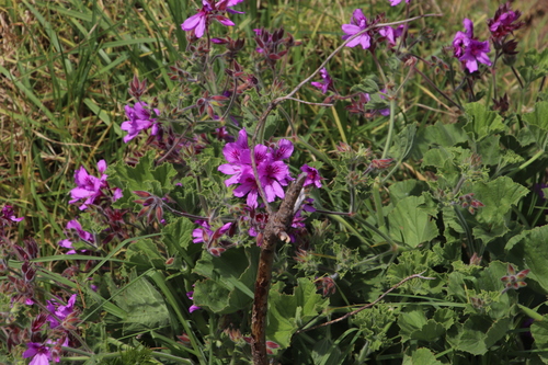 Rose Scented Geranium (Pelargonium capitatum)