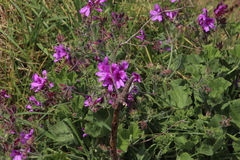 Pelargonium capitatum × cucullatum