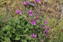 Pelargonium capitatum × cucullatum