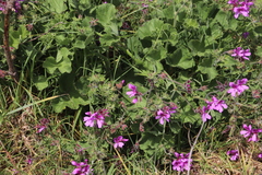 Pelargonium capitatum × cucullatum