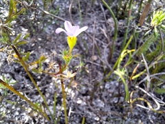 Leafy Zyrphelis (Zyrphelis foliosa)