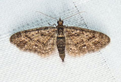 Eupithecia columbiata