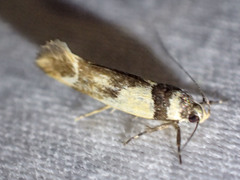 Macrobathra chrysotoxa