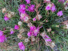 Lampranthus multiradiatus