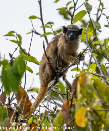 Martins' Tamarin (Saguinus martinsi) — Near Threatened Mammalia