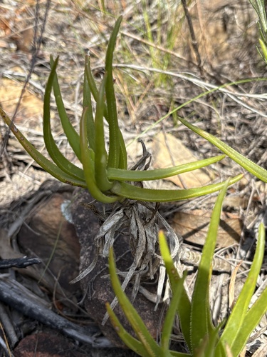 Aloiampelos decumbens, photograph 3