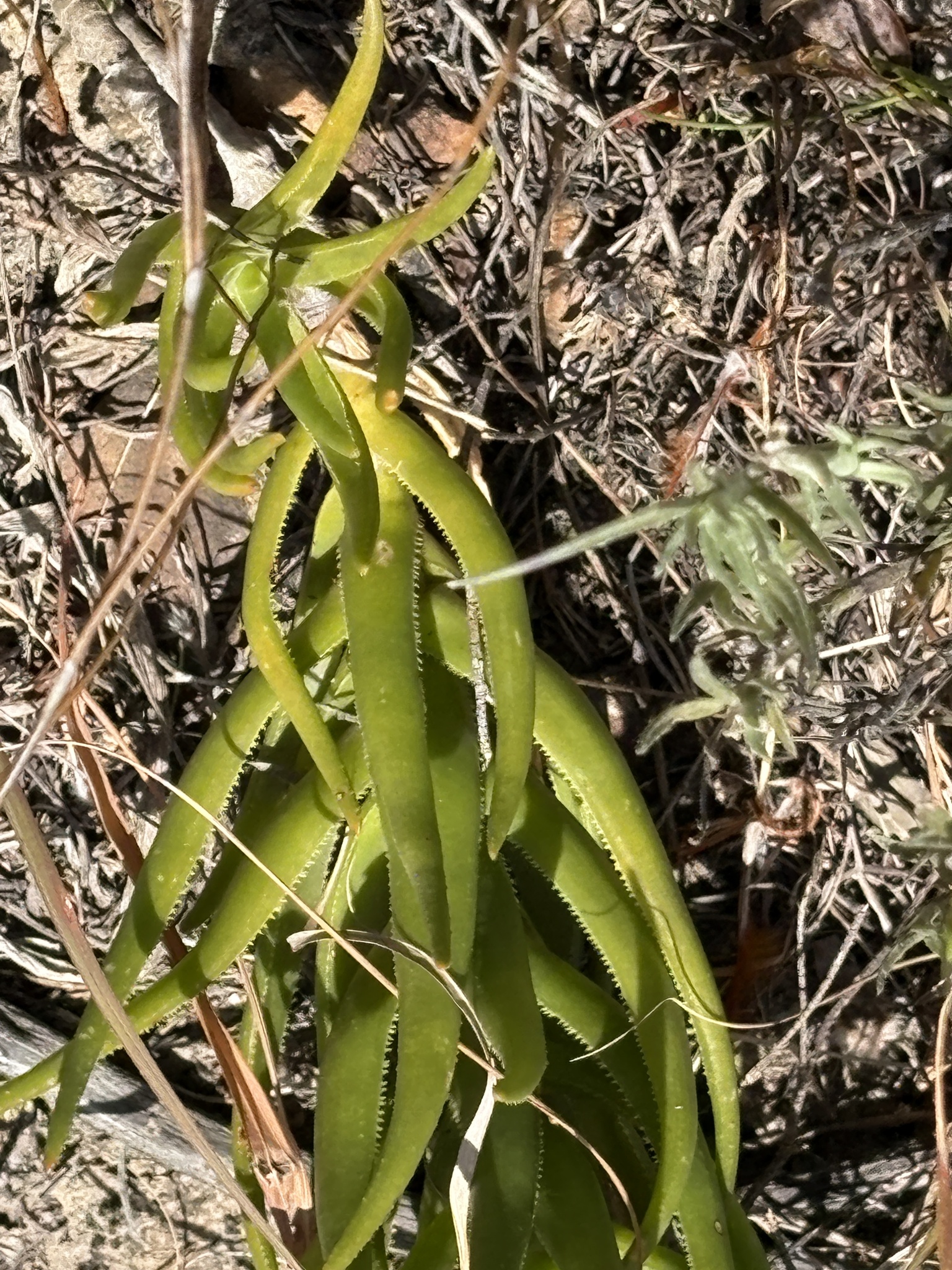 Langeberg Rambling Aloe (Aloiampelos decumbens)