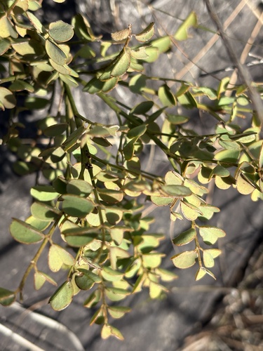 Langeberg Indigo (Indigofera langebergensis)