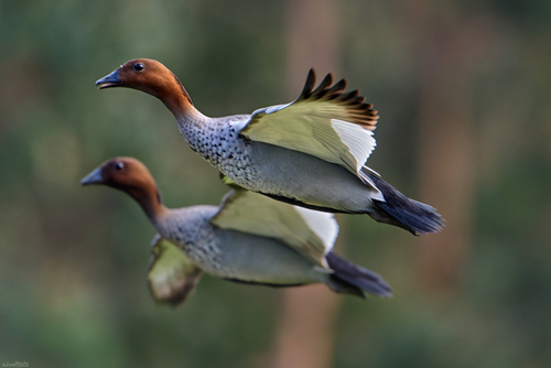 Australian Wood Duck, photo 4 of 10