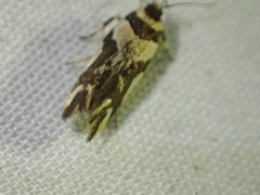 Macrobathra desmotoma