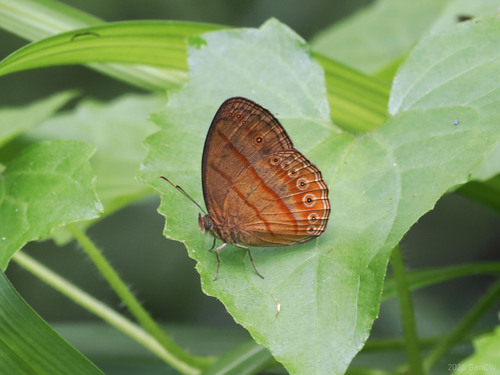 Malayan Bushbrown
