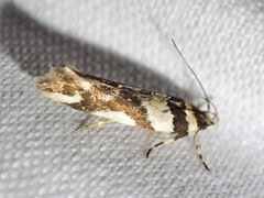 Macrobathra desmotoma
