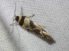 Macrobathra desmotoma