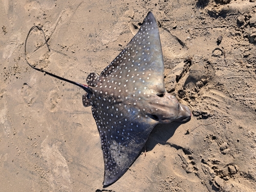 White-spotted Eagle Ray