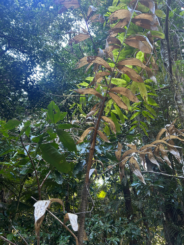 Calamus vitiensis observed 2025-08-15