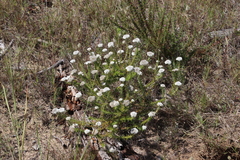 Metalasia pulchella